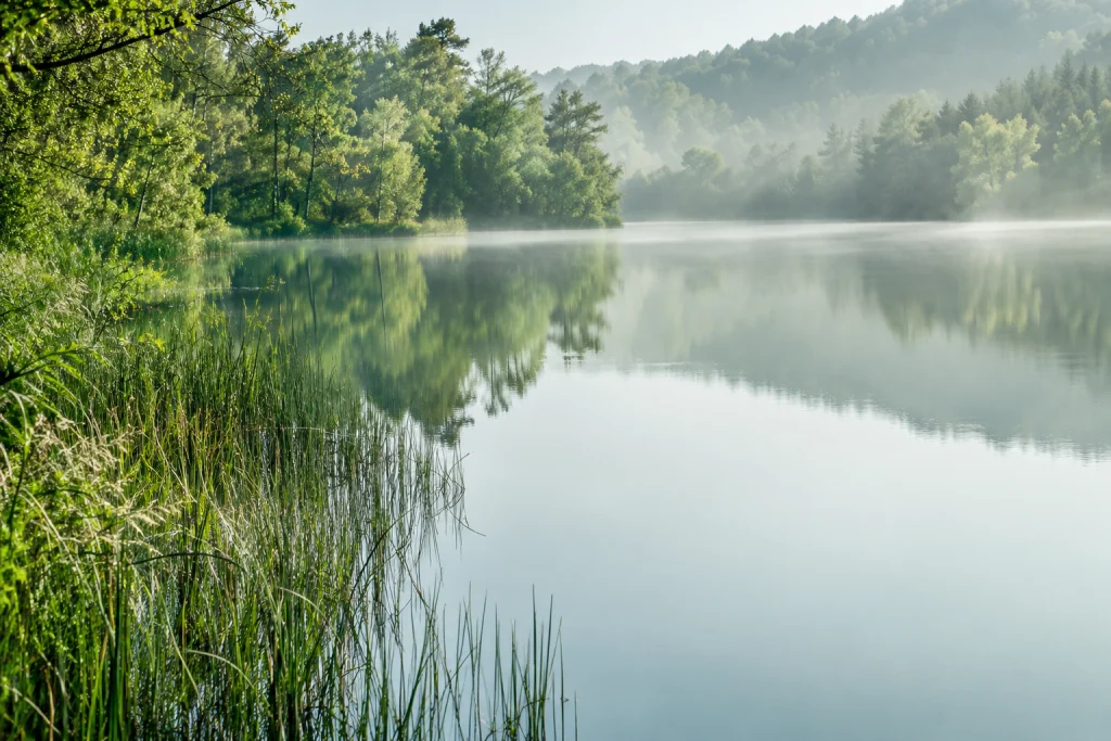 Agua tranquila y juncos en un paisaje verde.